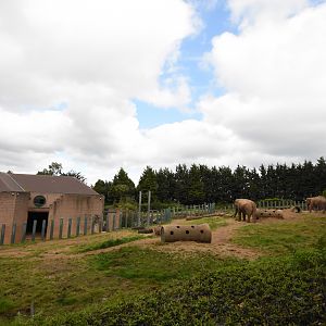Asian elephant outdoors