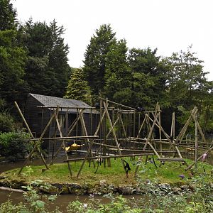 Spider monkey island