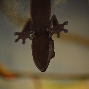 ID Help, Leaf-Tailed Gecko species