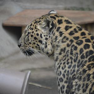 Borris, Panthera pardus orientalis