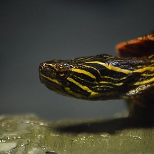 Chrysemys picta bellii