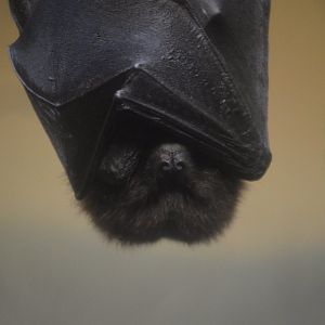 Pteropus rodricensis