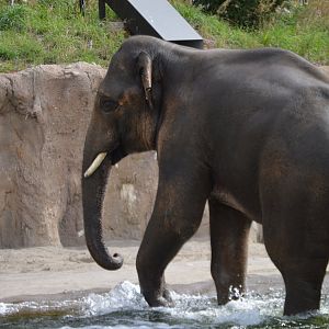 Elephas maximus indicus, Samudra