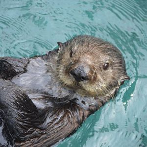 Enhydra lutris nereis