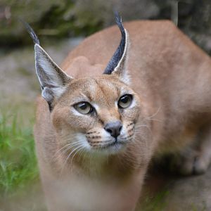 Caracal caracal, Peggy