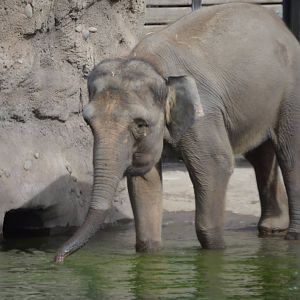 Elephas maximus borneensis, Chendra