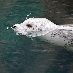 Phoca vitulina richardsi