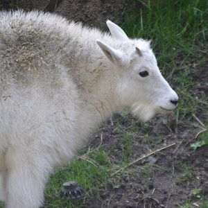 Oreamnos americanus kid