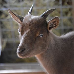 The celebrity I met at OZ