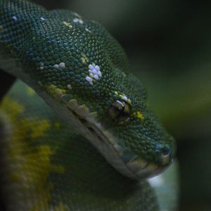 Morelia viridis