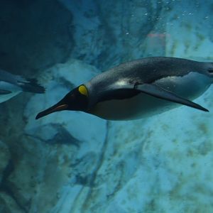 Aptenodytes patagonicus (patagonicus?)