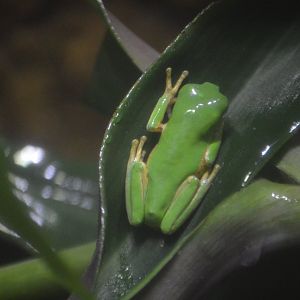 Agalychnis callidryas