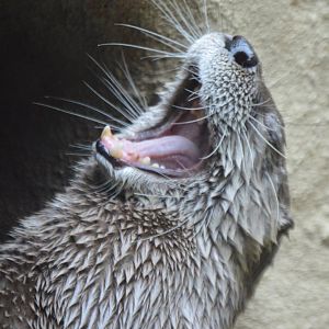 Lontra canadensis yawning
