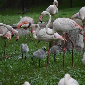 Phoenicopterus roseus adults and chicks