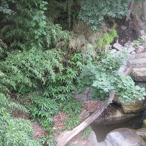 Ree Park - Fishing cat exhibit