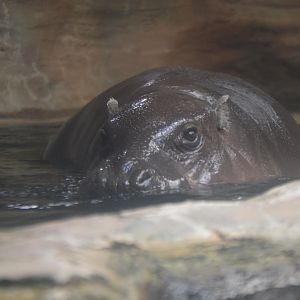 Choeropsis liberiensis, Annie