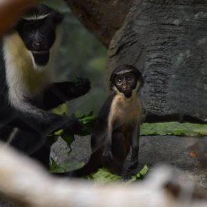 Seven week-old Cercopithecus diana