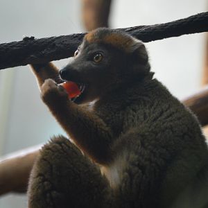 Eulemur coronatus