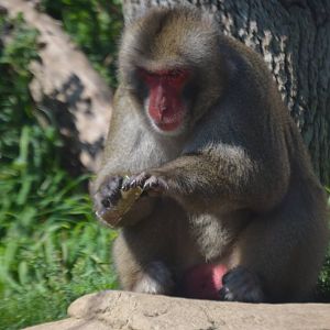 Jell-O time with the Macaca fuscata