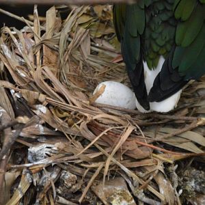 Caloenas nicobarica and a fake egg