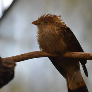 Guira guira (another extremely original scientific name haha)