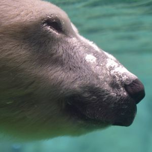 Nan goes for a swim, Ursus maritimus