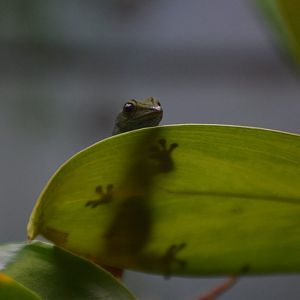 The new female Lygodactylus williamsi