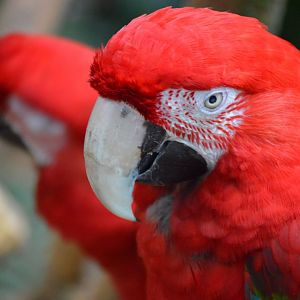 Twinning is winning, Ara chloropterus