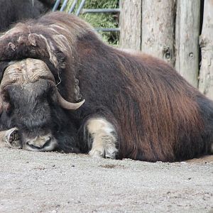 Musk-ox