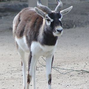 Blackbuck