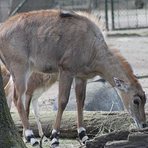 Nilgai