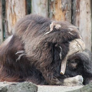 Musk-ox
