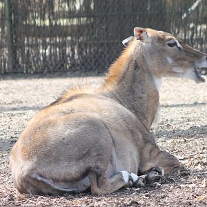 Nilgai