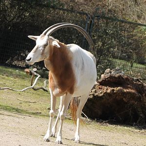 Scimitar-horned oryx