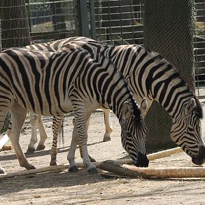 Plain zebras