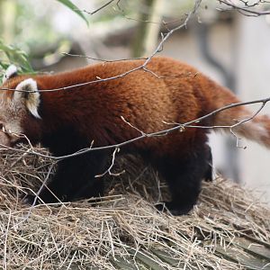 Red panda