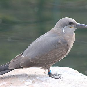 Young Inca tern