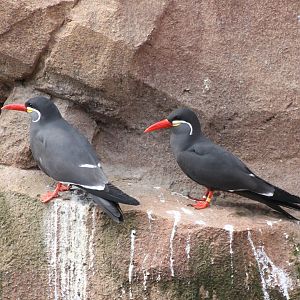 Inca terns