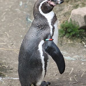 Humboldt penguin