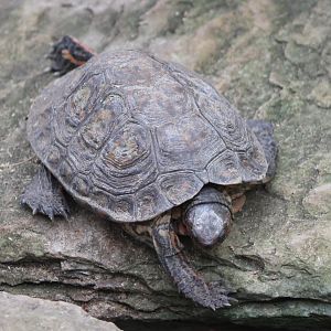 Central American wood turtle