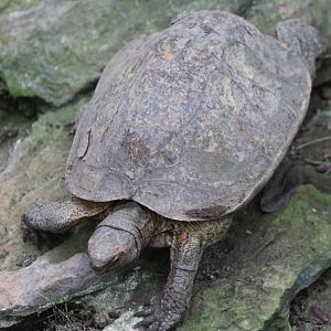 Central American wood turtle