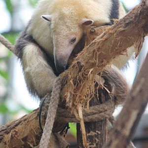 Tamandua