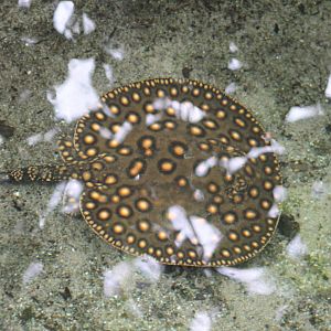 Peacock freshwater-ray