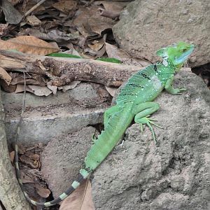 Green basilisk