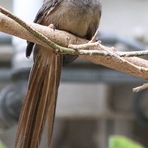 Speckled mousebird