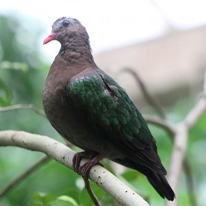 Emerald dove