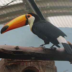 Toco toucan