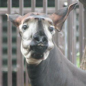 Okapi