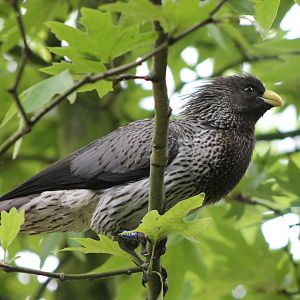 Western plantain-eater