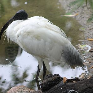 Black-headed ibis